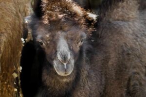 Зоолошка доби принова, се роди двогрба камила