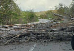 Внимавајте, на патот Делчево – Пехчево има паднато дрво, екипи на „Македонија пат“ го расчистуваат теренот