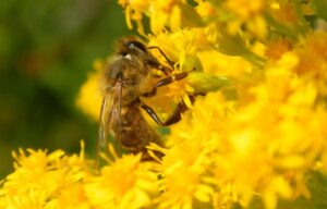 Во Скопје ќе се гради првиот Парк на пчелата во земјава