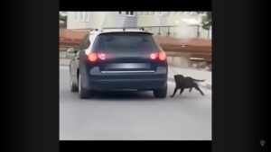 (Видео) Кривична за паланчанецот кој врза куче за автомобил
