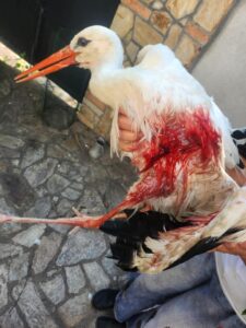 Свирепо мачење на штрк во Гевгелија: Анима Мунди бара итна реакција од институциите