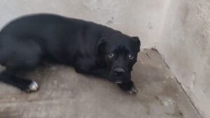 (Видео) Нехуман скопјанец држел куче во напуштен автомобил без вода и храна